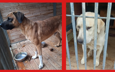 Akcja na rzecz Schroniska dla Bezdomnych Zwierząt